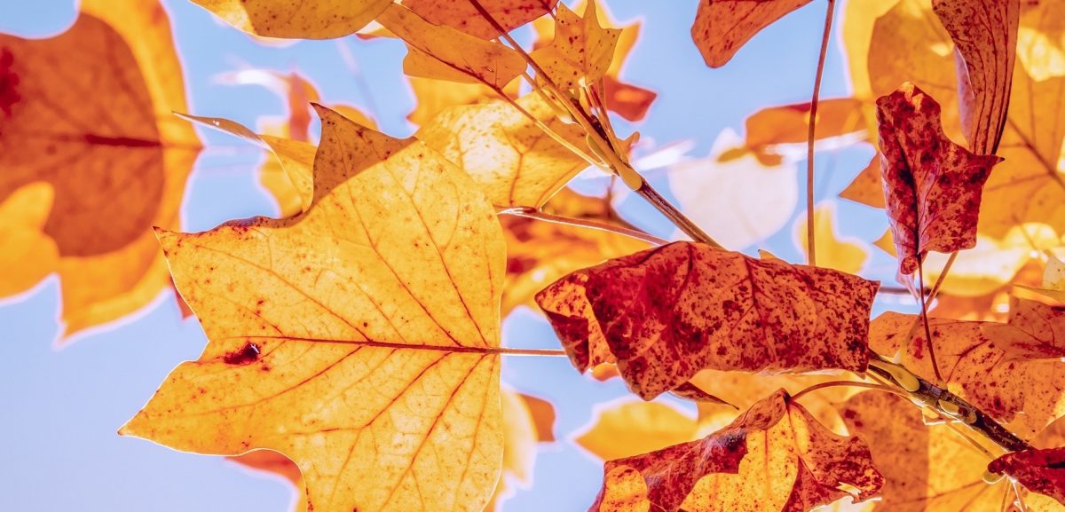 Der Herbst gibt mitunter Anlass, sich unbequeme und gern verdrängte Fragen stellen. Editorial von Michael Graef.