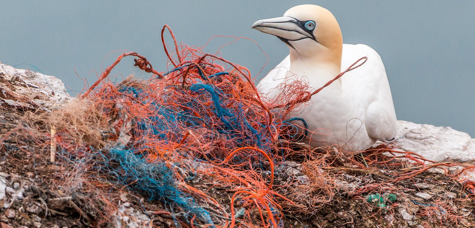 Symbolfoto zum RGBMAG-Artikel: Nachhaltigkeit: Neues vom Planeten Plastik; Vogel mit Plastikmüll, Fischernetz
